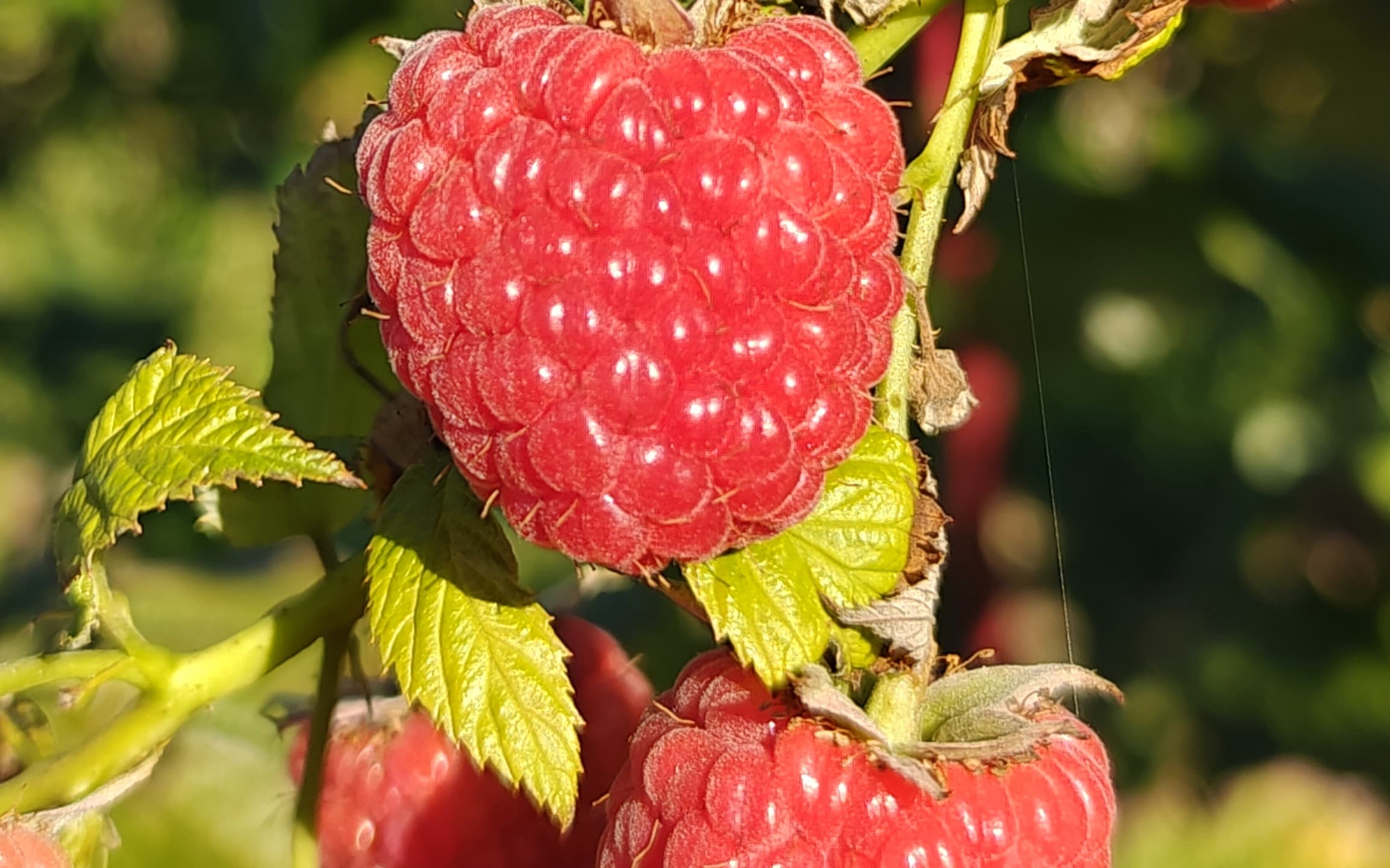 Ferma Zmeurel din Văratec