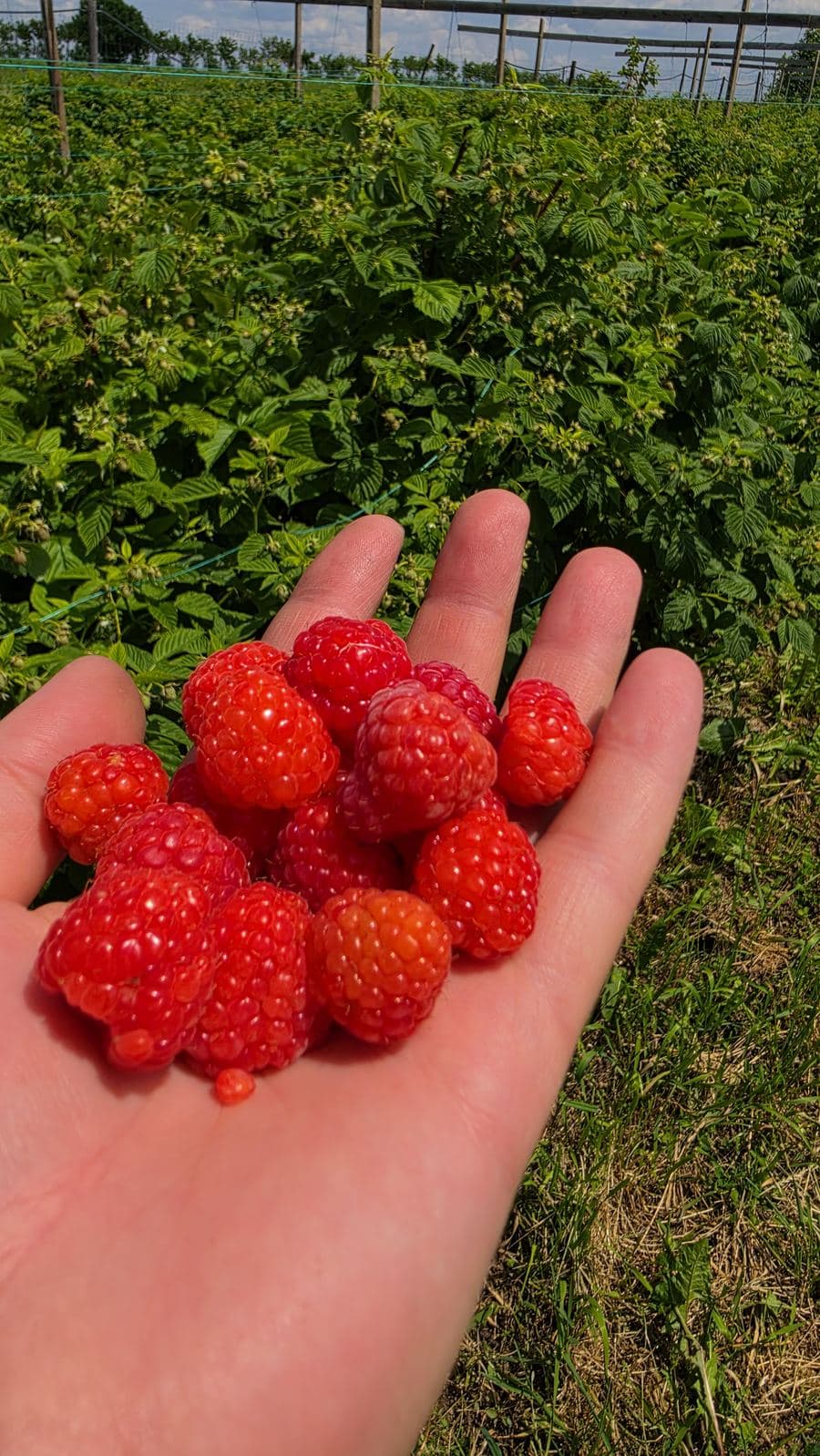 Caserolă cu zmeură proaspătă ținută în mână, în plantația din Văratec